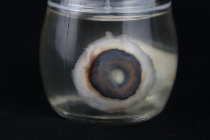Reserved for Fabled Oddities  -  Wet Specimen Gray Wolf Eyeballs