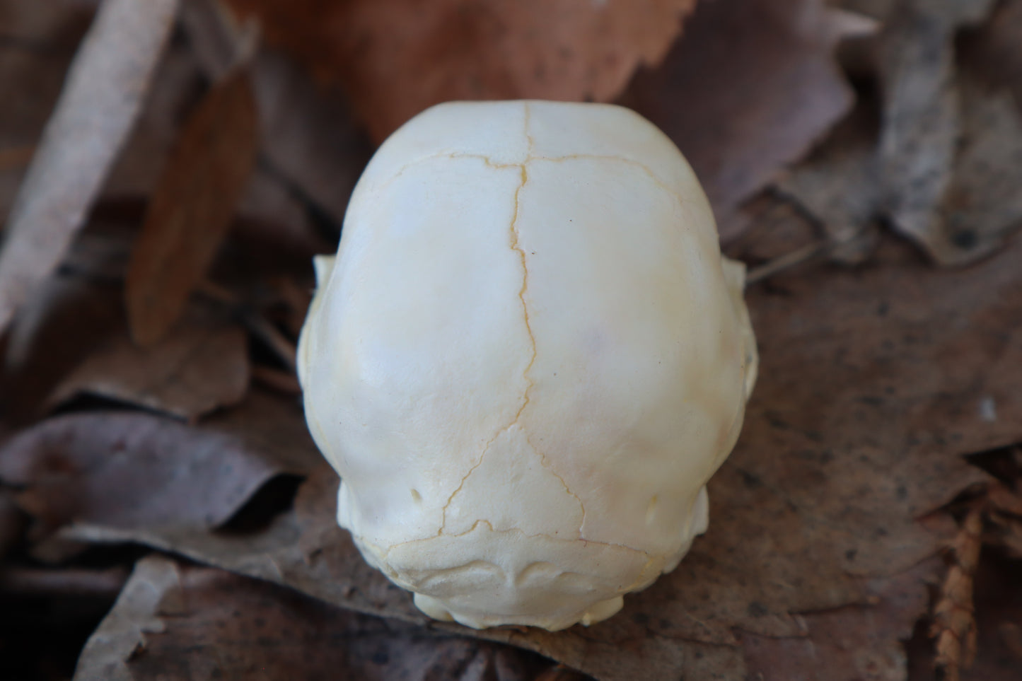 Reserved for Alycia - Kitten Skull