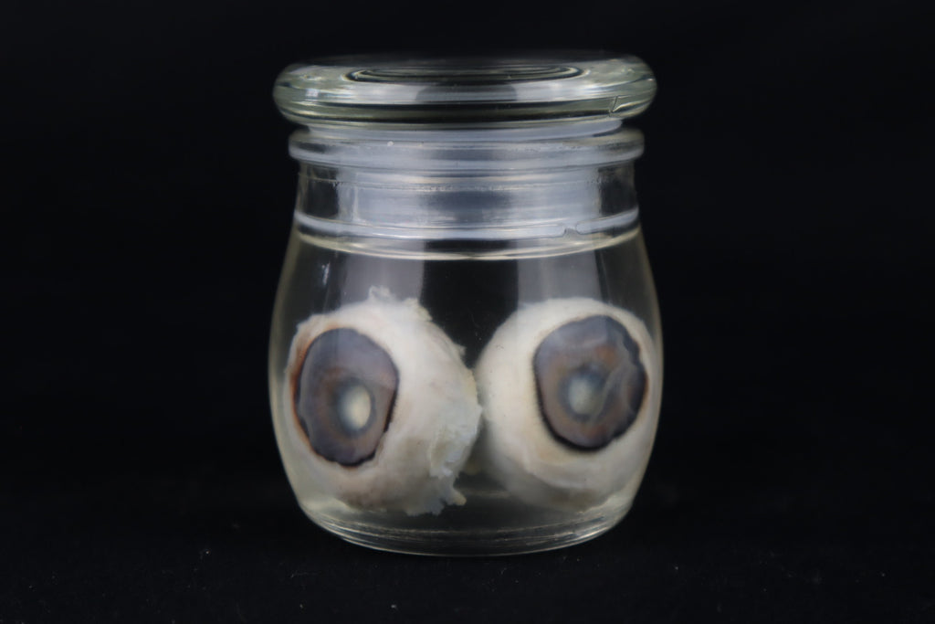 Reserved for Fabled Oddities  -  Wet Specimen Gray Wolf Eyeballs