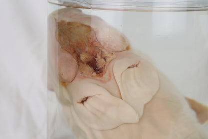 Reserved For Brianna - Wet Specimen Piglet with Congenital Disorders