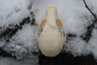 Craft Pathological Raccoon Skull