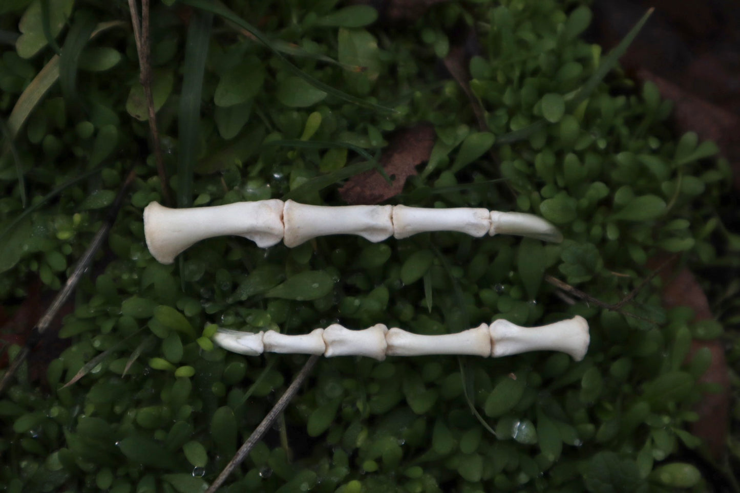 Chicken Toe Articulation