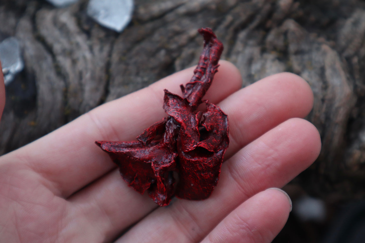 Dry Preserved Cottontail Rabbit Heart and Lungs