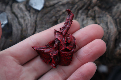 Dry Preserved Cottontail Rabbit Heart and Lungs