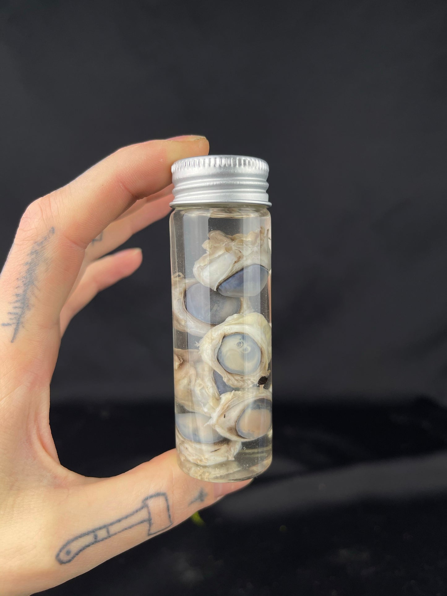 Reserved for Louis -  Wet Specimen Red Fox Eyeballs