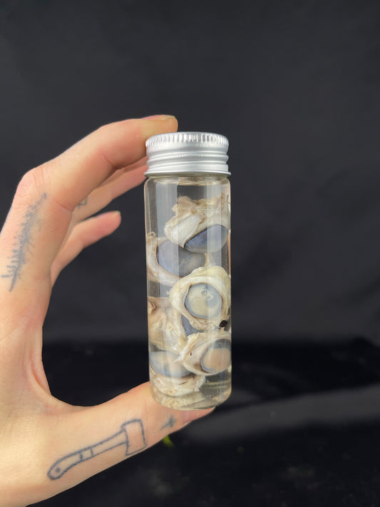 Reserved for Louis -  Wet Specimen Red Fox Eyeballs