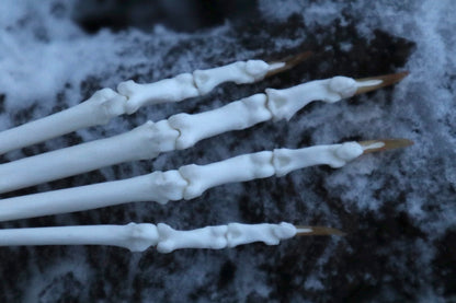 Bobcat Paw Articulation
