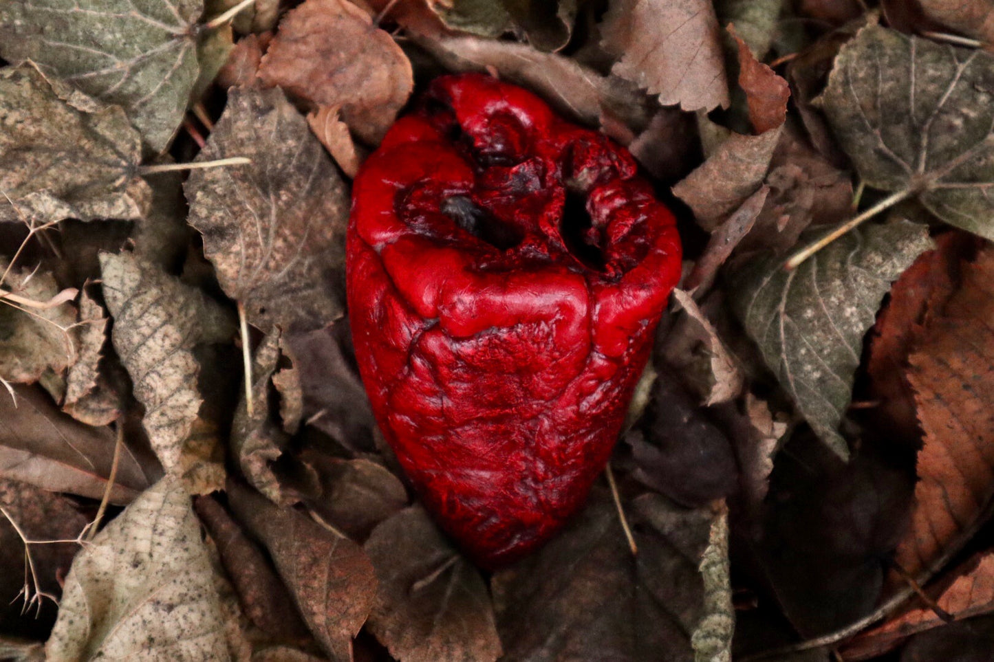 Dry Preserved Lamb Heart