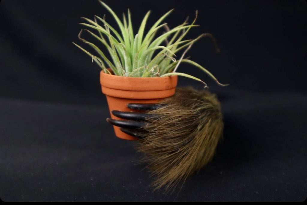 Reserved for Indianabonesart - Porcupine Hand Planter with Tillandsia