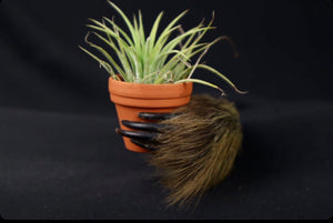 Reserved for Indianabonesart - Porcupine Hand Planter with Tillandsia