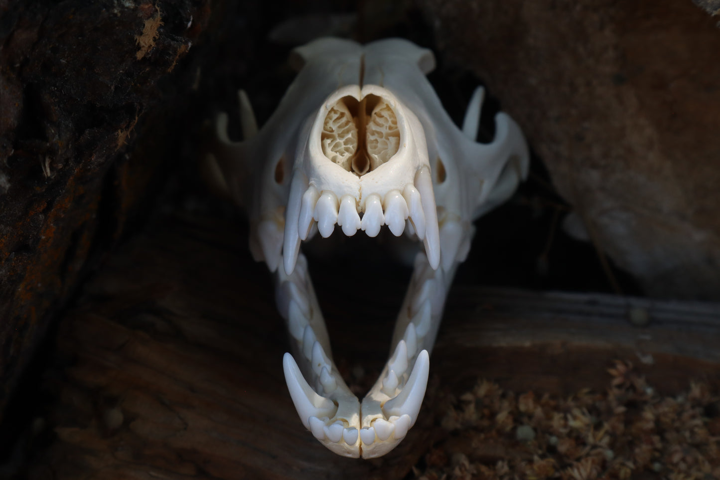 Coyote Skull