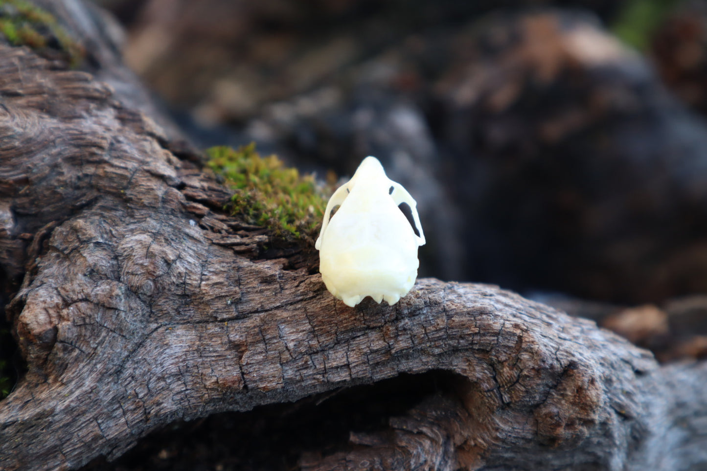 Mouse Skull