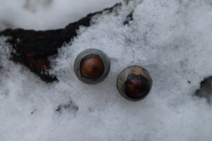 Reserved for Alexandra - Dry Preserved Greyhound Eyeballs