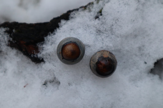 Reserved for Alexandra - Dry Preserved Greyhound Eyeballs