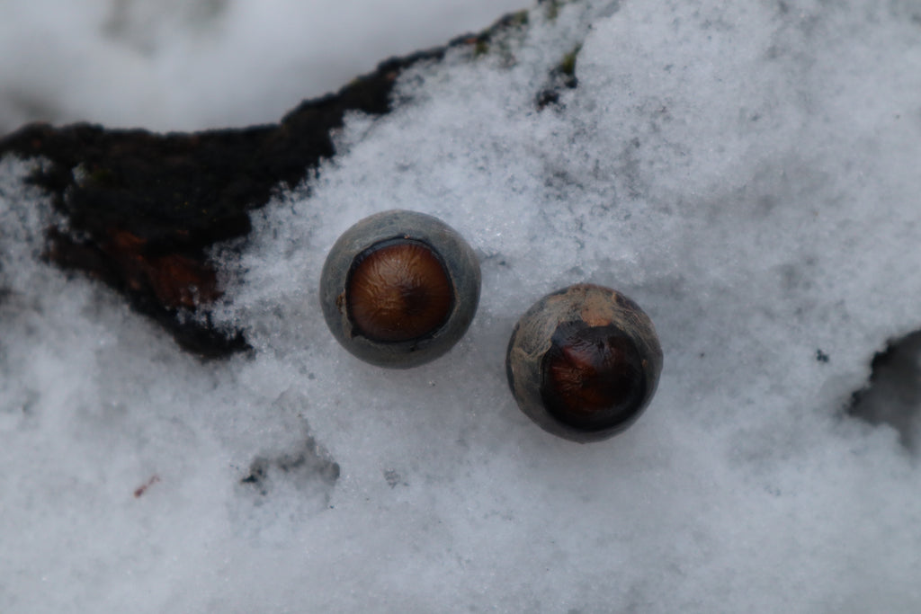 Reserved for Alexandra - Dry Preserved Greyhound Eyeballs