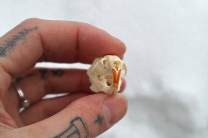 Rat Skull