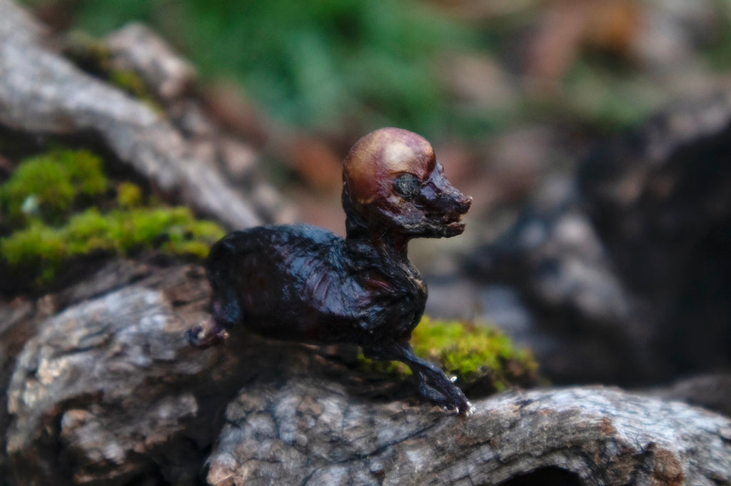 Dry Preserved Fetal Coyote Pup