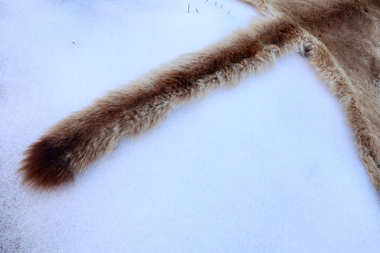 Lifesize Mountain Lion Pelt - Refurbished 1950s Vintage