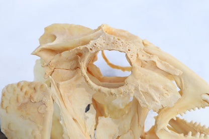 Reserved For Jared - Wrasse Fish Skull