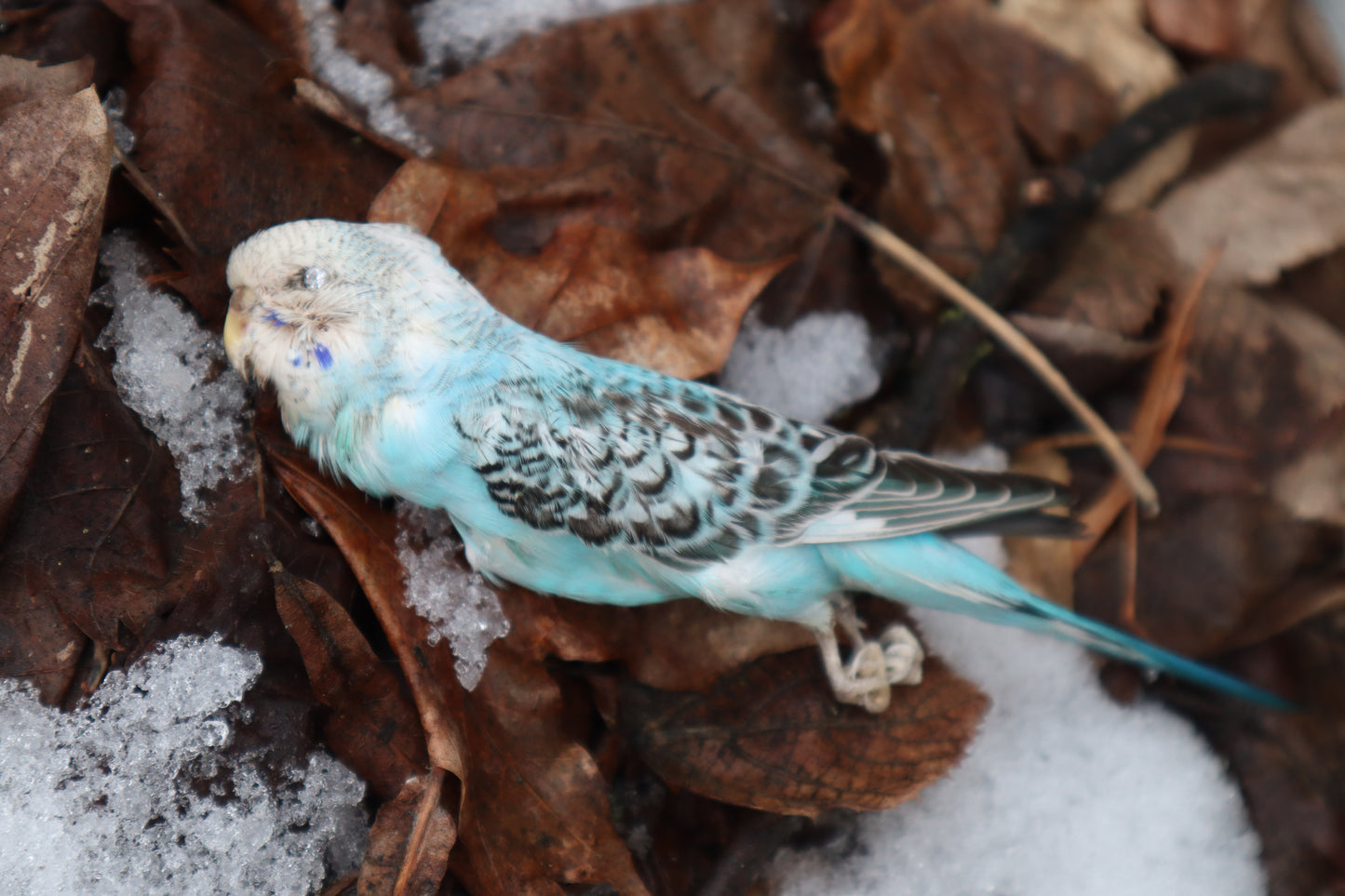 Reserved - Dry Preserved Parakeet with CZ Eyes