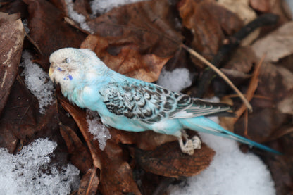 Reserved - Dry Preserved Parakeet with CZ Eyes