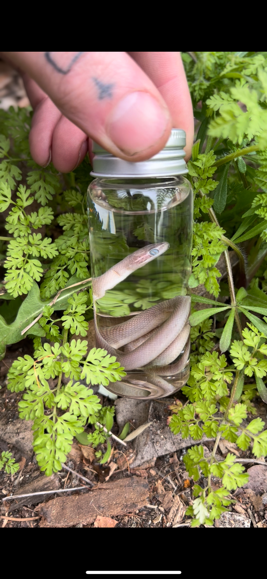 Reserved for Error -  Wet Specimen Baby Namibian House Snake