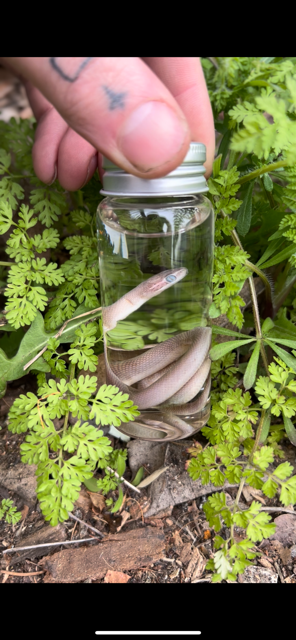 Reserved for Error -  Wet Specimen Baby Namibian House Snake
