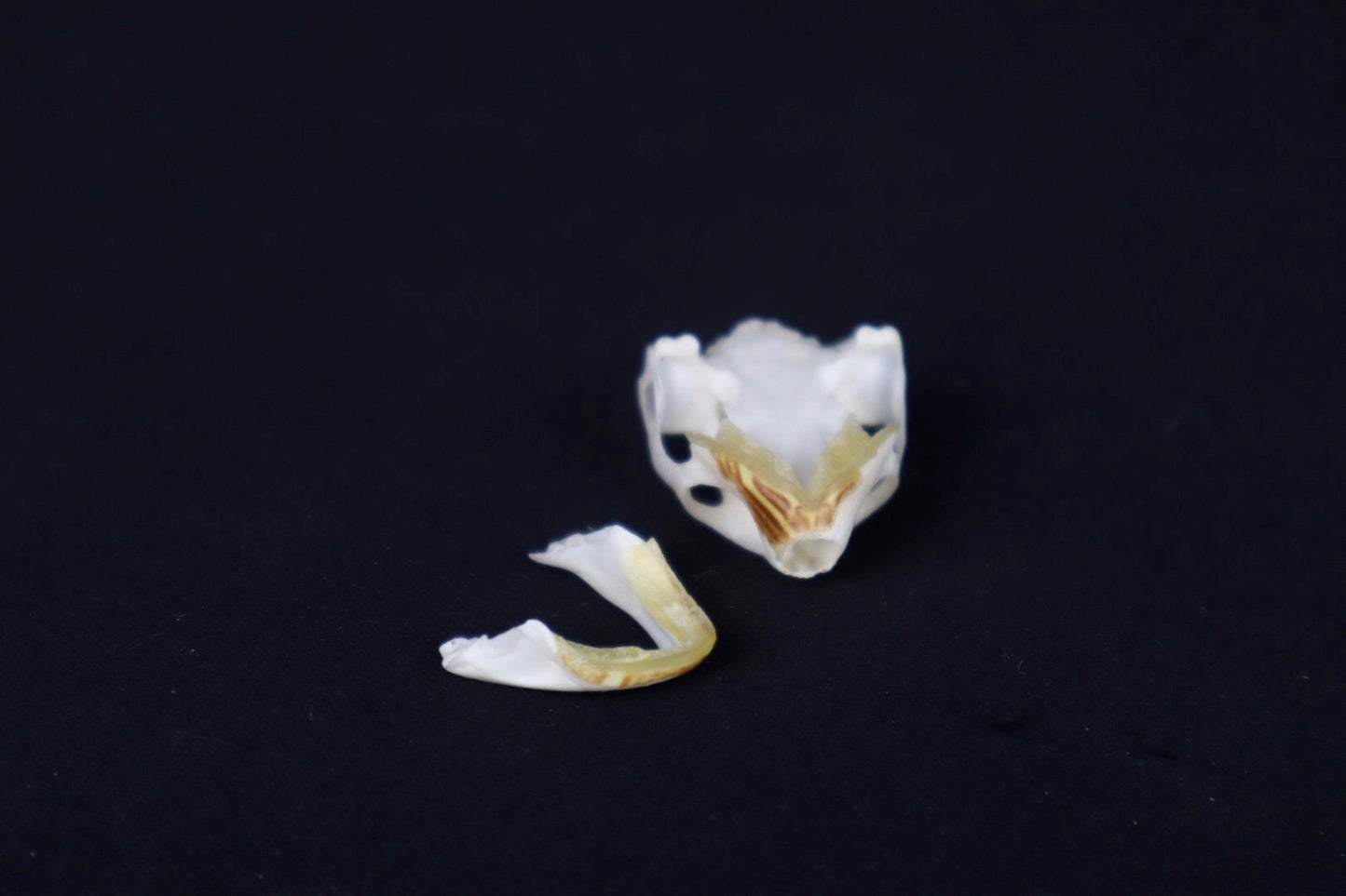 Red Eared Slider Skull
