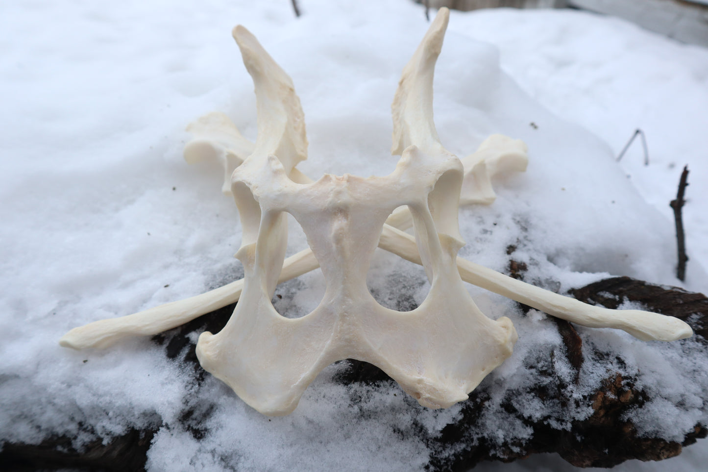 Reserved for Shayne - Gray Wolf Bones