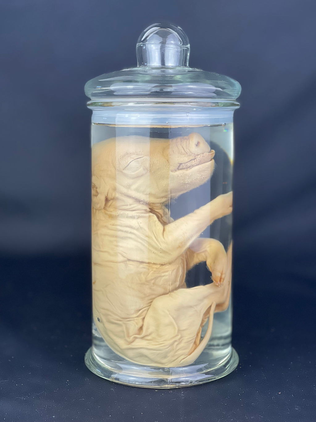 Reserved for Alyssa - Wet Specimen Piglet