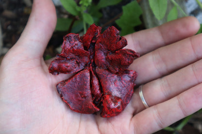Reserved for Brandon - Dry Preserved Juvenile Bobcat Heart and Lungs