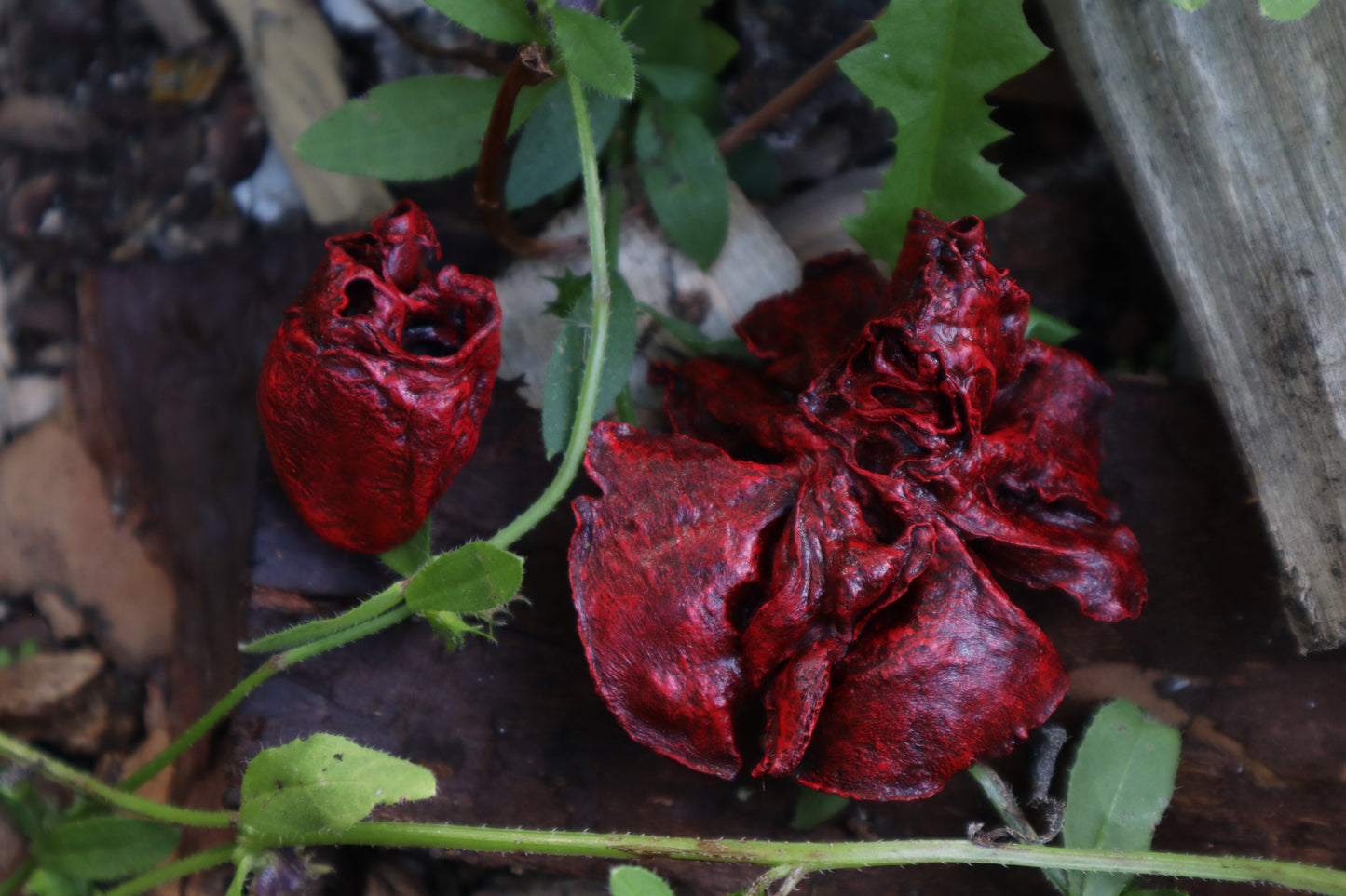 Reserved for Brandon - Dry Preserved Juvenile Bobcat Heart and Lungs