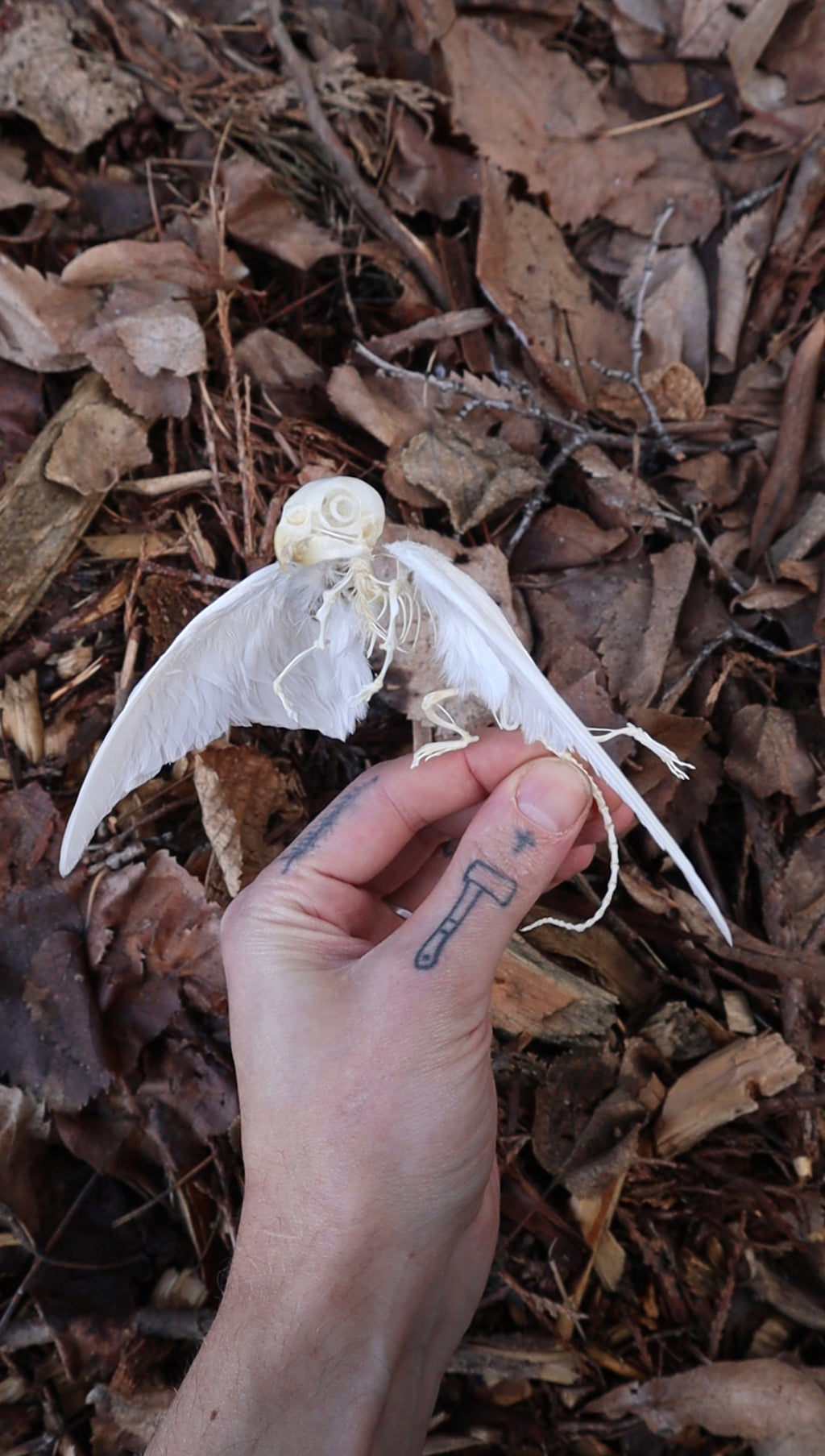 Articulated Baby Gryphon Skeleton