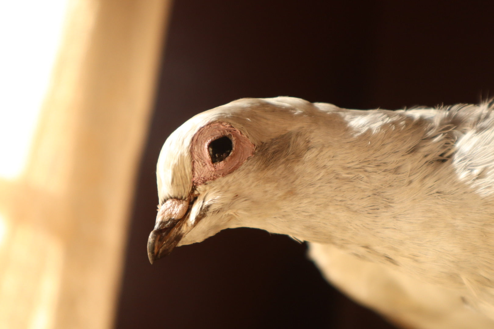 Taxidermy Pigeon