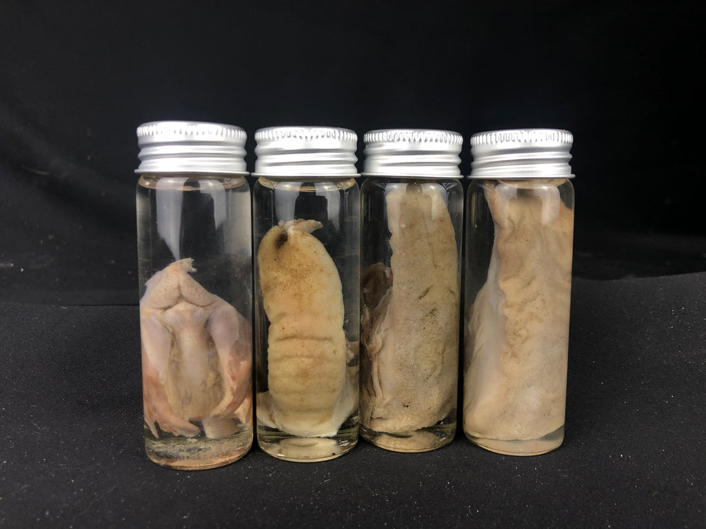 Reserved for Chloe - Wet Specimen Tongue Collection