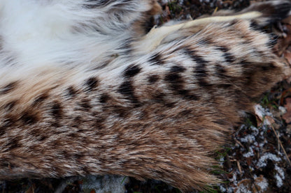 Bobcat Wallhanger