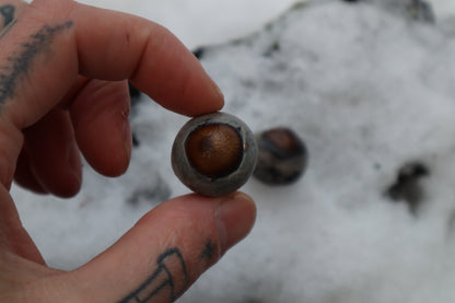 Reserved for Alexandra - Dry Preserved Greyhound Eyeballs