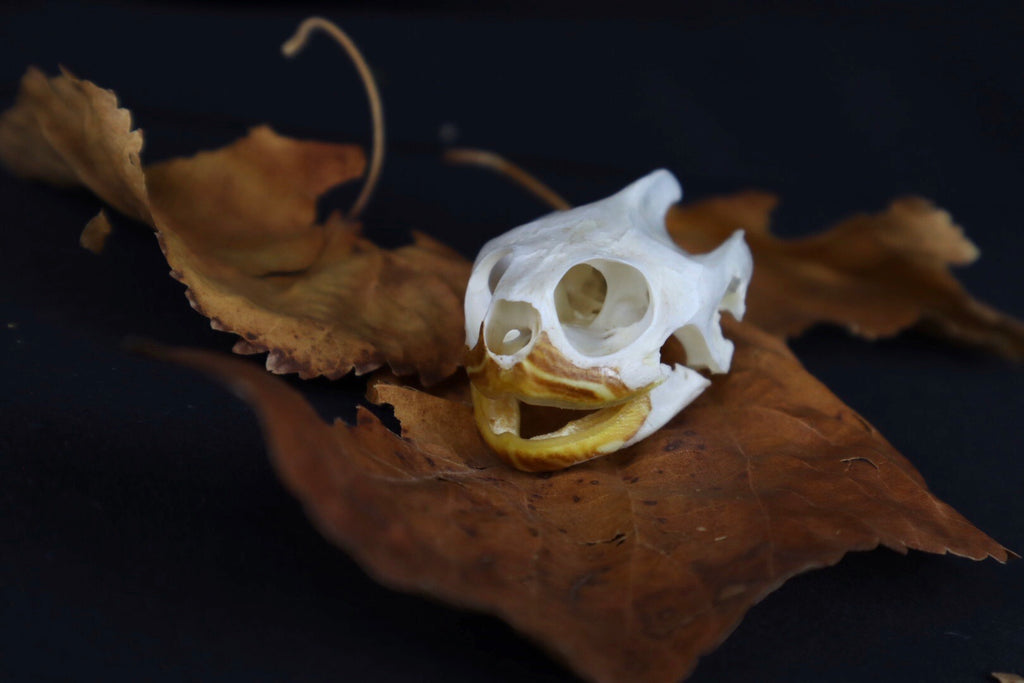 Red Eared Slider Skull