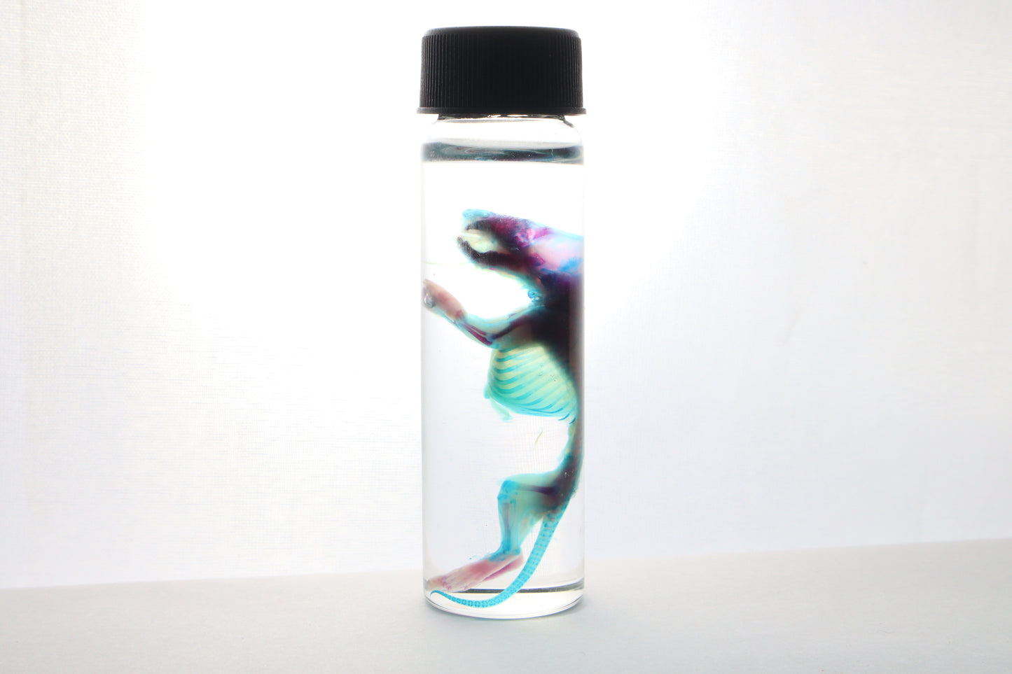 Reserved for Gabi - Diaphonized Baby Mouse
