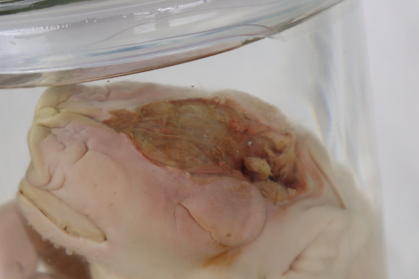 Reserved For Brianna - Wet Specimen Piglet with Congenital Disorders