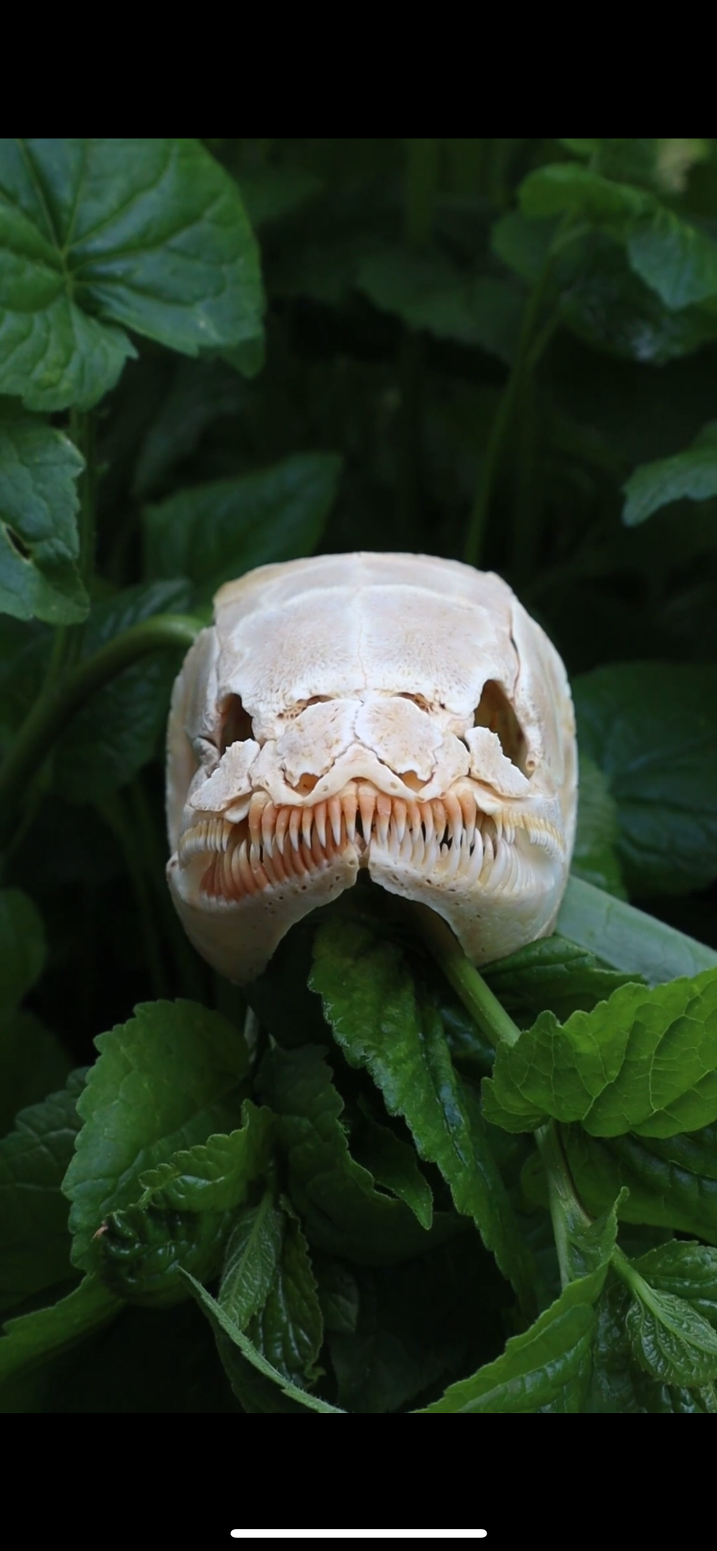 Reserved for Smoke and Silver - Bowfin Fish Skull