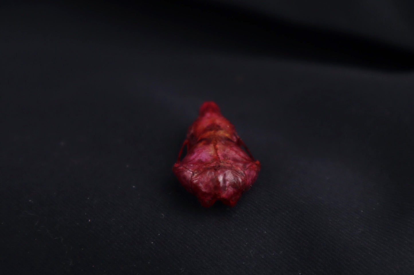 Naturally Stained Mole Skull