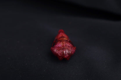 Naturally Stained Mole Skull