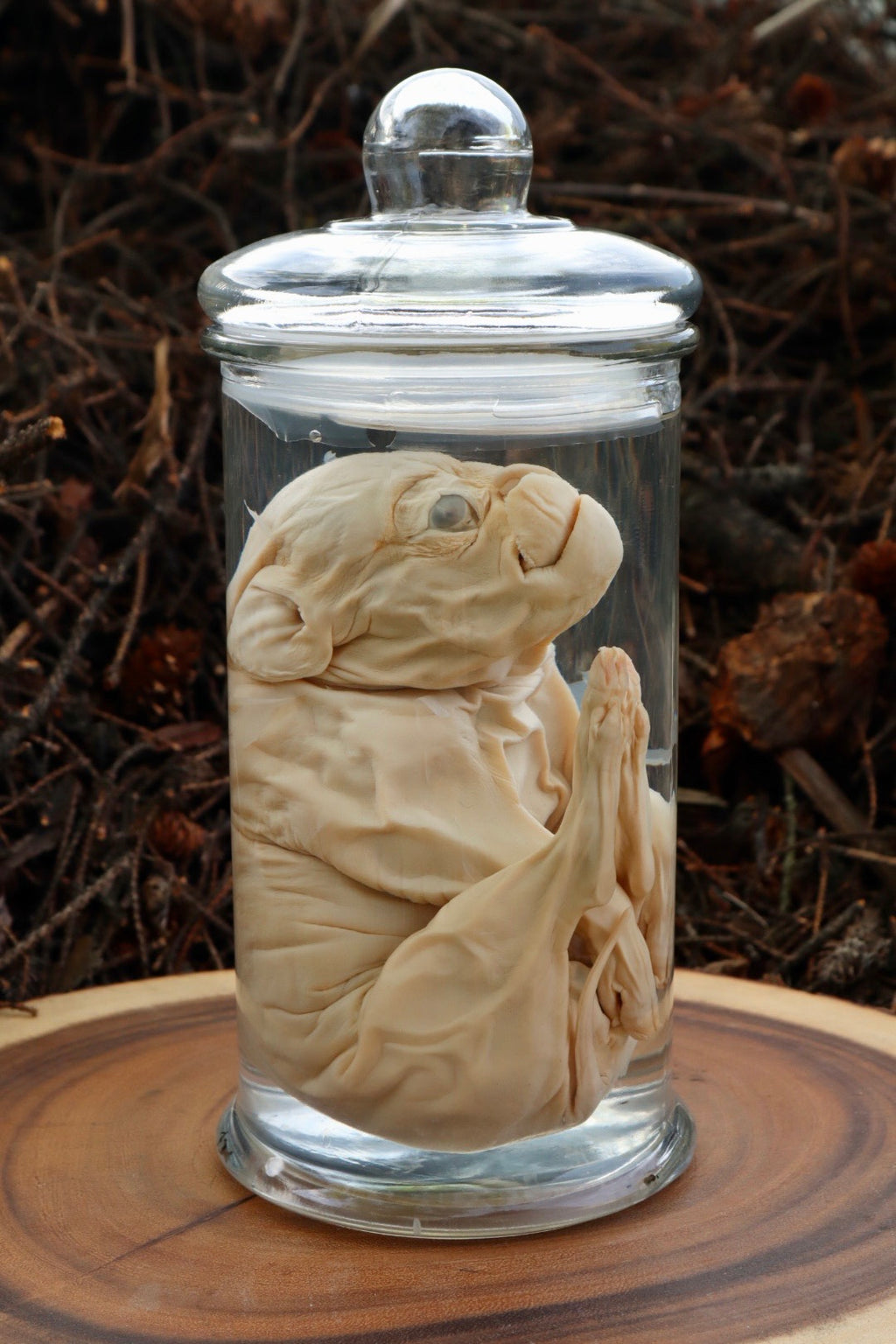 Reserved For Tommy - Wet Preserved Stillborn Piglet With Congenital Disorders