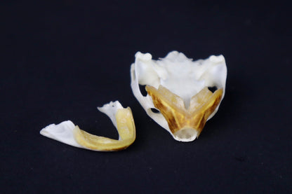 Red Eared Slider Skull