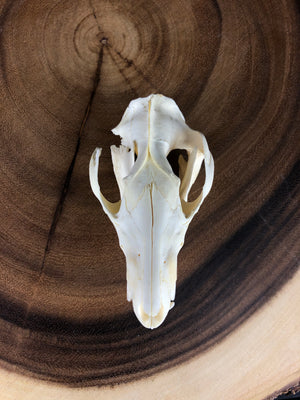Reserved “Craft Quality” Opossum Skull