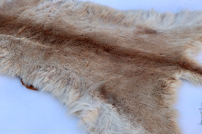 Lifesize Mountain Lion Pelt - Refurbished 1950s Vintage