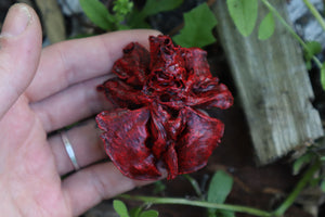 Reserved for Brandon - Dry Preserved Juvenile Bobcat Heart and Lungs