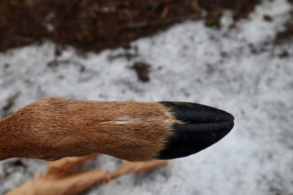 Whitetail Deer Hoof Hatchet