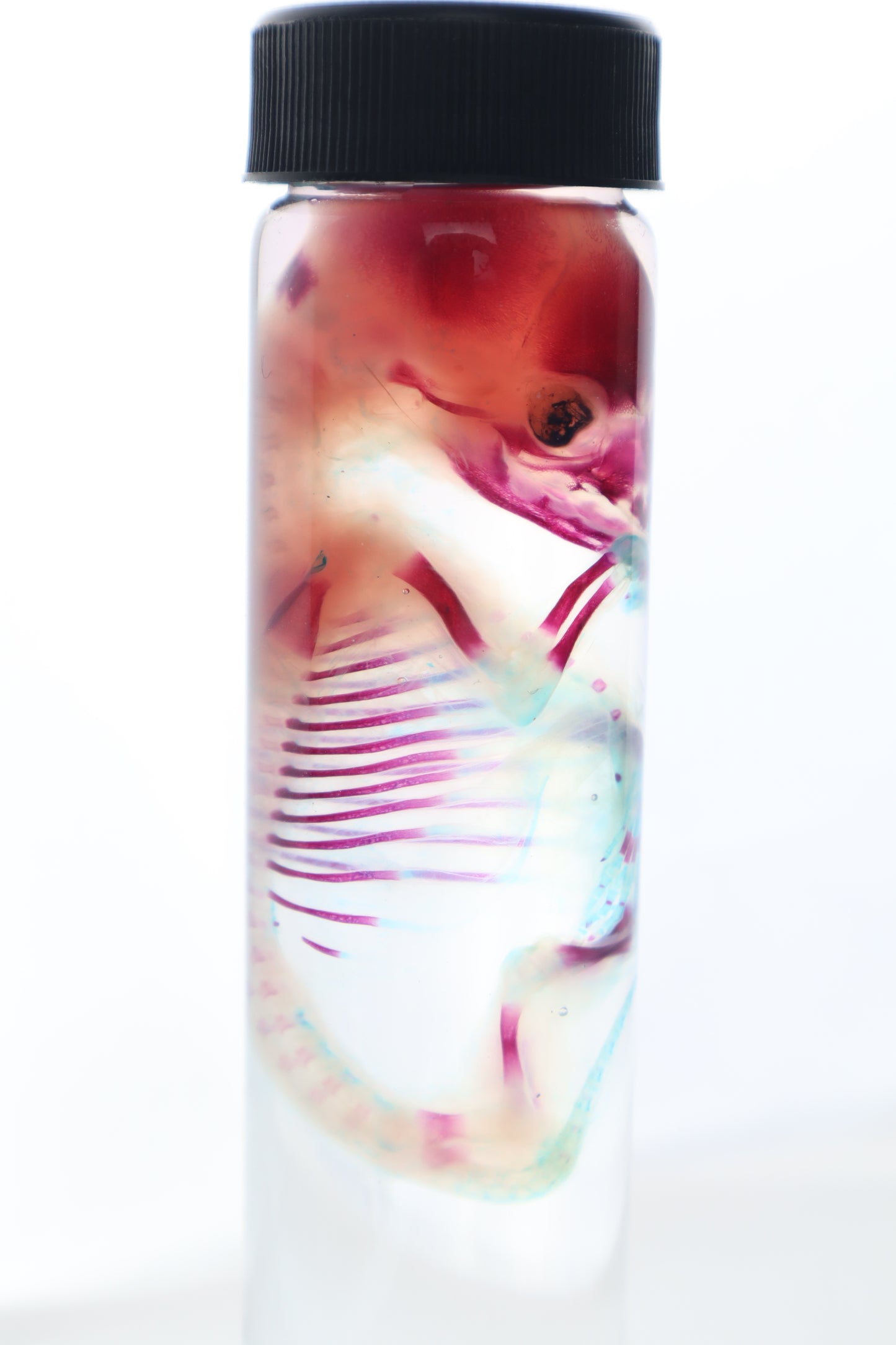 Diaphonized Fetal Coyote Pup